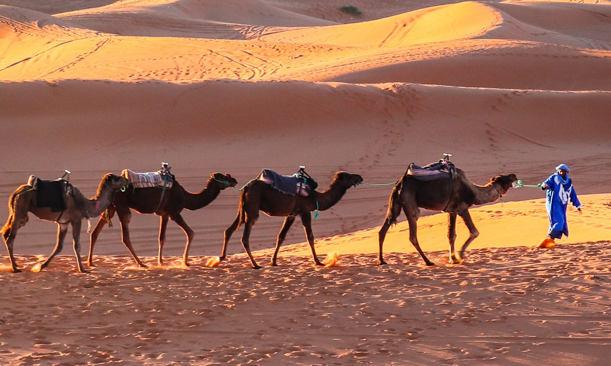 camels in the Sahara desert