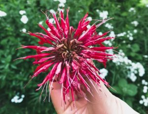 fiore di minarla alta badia