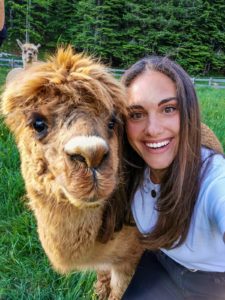 Alpaca malga val dei brenzi dolomiti paganella