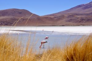 fenicotteri lagune deserti Bolivia