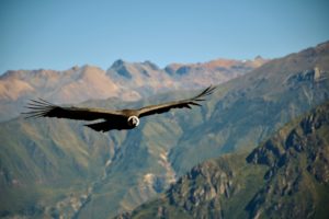 mirador de la cruz del condor chivay perù 10 cose imperdibili da fare in per