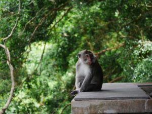 foresta delle scimmie ubud