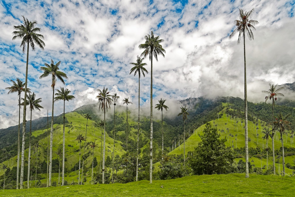 Cosa Vedere E Come Arrivare Alla Valle Del Cocora Eleutha