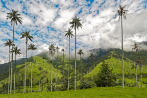 Cosa vedere e come arrivare nella Valle del cocora