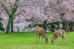 nara japan