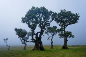 Fanal Forest Cosavedere e fare a Madeira