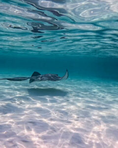 Snorkeling Cozumel