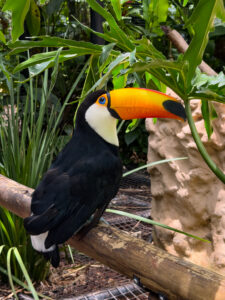 Parque de Aves Iguazu