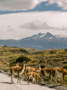 Itinerario di 13 giorni in Patagonia