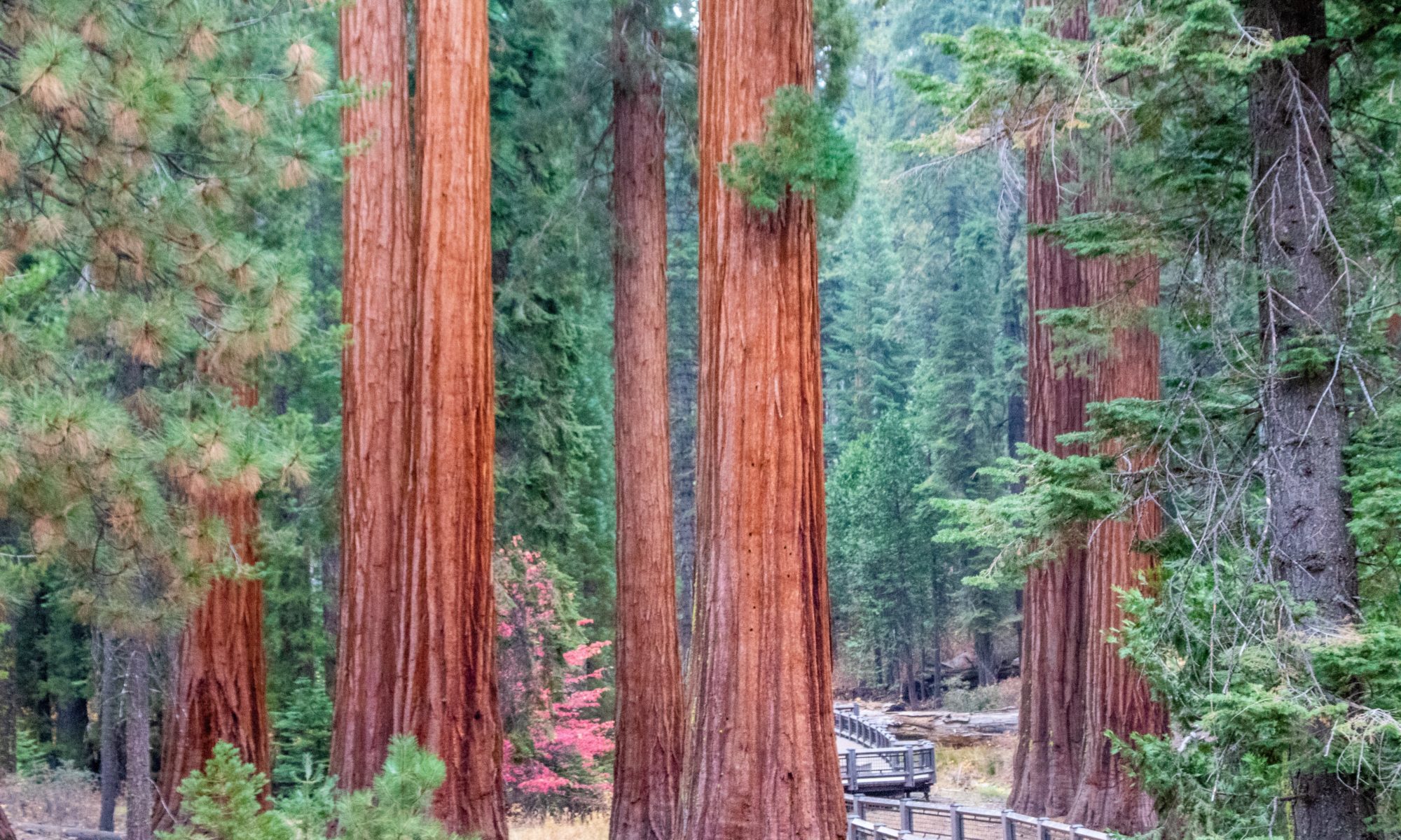 cosa vedere nel Sequoia National Park